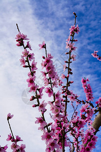 阿斯科伊的桃花在穆尔西亚地区Cieza拍摄的桃树开花桃树李树和油图片