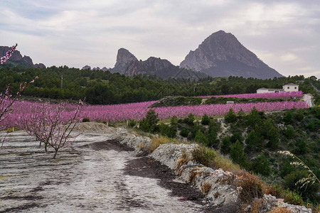 CiezaLaTorre的桃花在穆尔西亚地区拍摄的桃树开花桃树李树和油图片