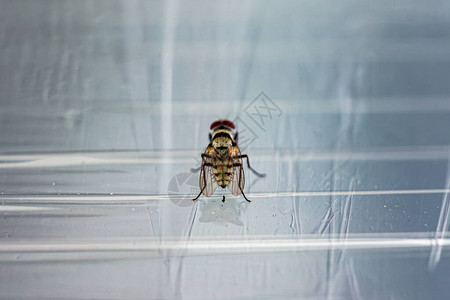 Blowfly特写镜头是一种大型苍蝇图片