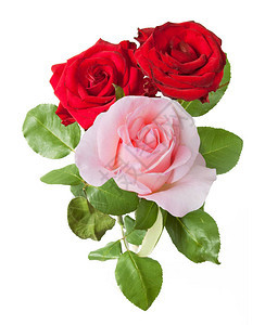 美丽的玫瑰束孤立在白色背景特写图片