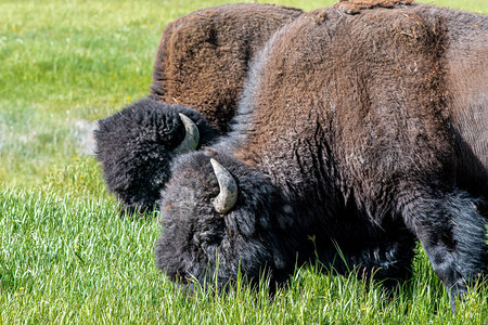 黄石公园Hayden山谷的美洲野牛Bis图片