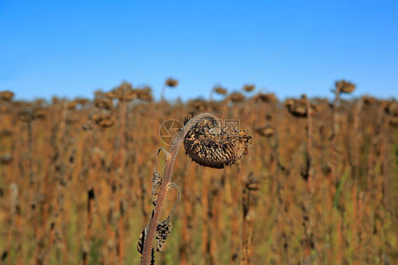 一片遭受干旱的田地的景色由于全球气候变化而干图片