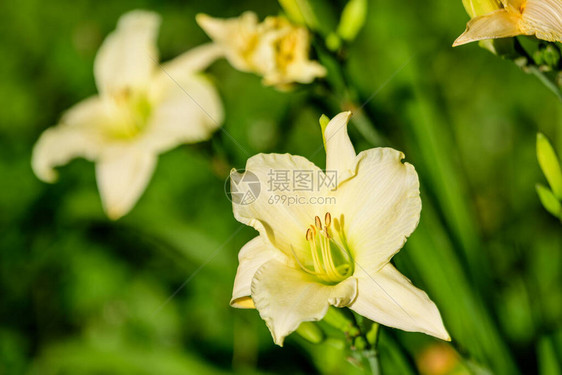 象牙白萱草北极雪植物图片