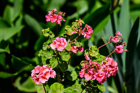 和花园盆中的新鲜绿叶多色天然纹理天竺葵天竺葵鹳鸟季节植物图片