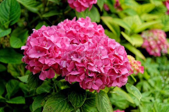 粉红色大叶花HydrangeaMicrophylla在英国夏图片