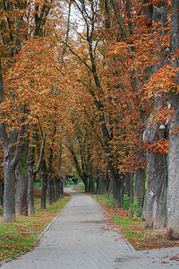 秋天的颜色有黄色和橙色叶子的树图片