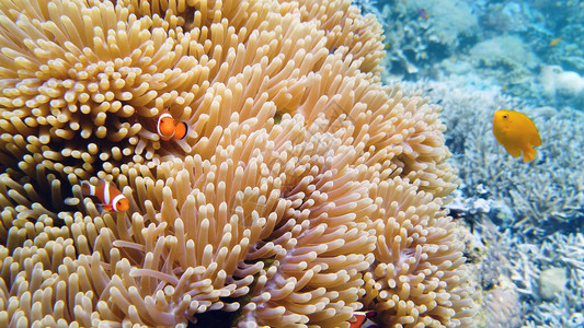 珊瑚礁上的小丑阿内莫尼鱼和海葵水下世界有珊图片
