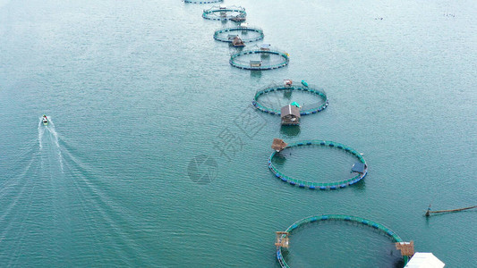 渔业工业规模的鱼类养殖大型传统浮式图片