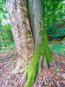 两棵古老的树在根树干和树冠上共同生长图片