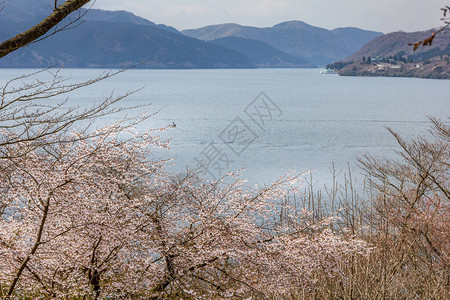 樱花和芦之湖箱根日本图片