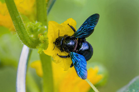 高清图片小蜜蜂昆虫在草高清图片小蜜蜂昆虫在草高清图片飞行中的蜂鸟