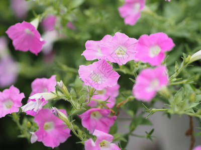 矮牵牛易波浪色粉红色花朵在花园中绽放背景图片