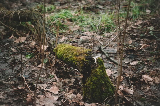 冬天树林里树桩上的绿色苔藓图片