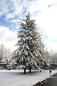 冬天暴风雪后的美丽树木图片
