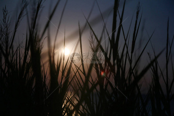 沙滩上的夕阳草海图片