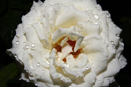 白玫瑰在花园上图片