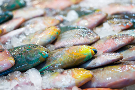 市场柜台上新鲜捕获的未煮过的天然未煮过的彩色海鱼和冰块关闭视图片