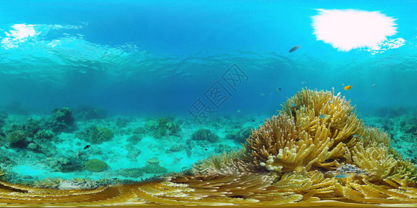 热带珊瑚礁360VR水下鱼类和珊瑚图片