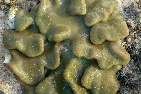 宏观图像皮革毒菌珊瑚图片
