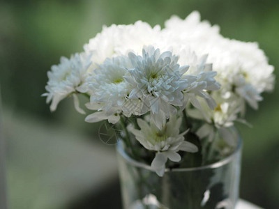 Gerbera花朵白色水杯图片