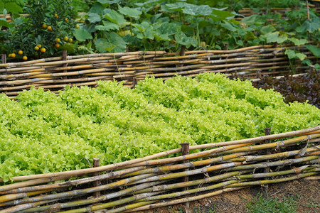 生菜农场绿色生菜植图片