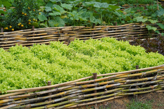 生菜农场绿色生菜植图片