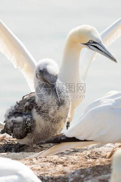 年轻的北方塘鹅站在大成人面前展翅的新鲜特写德图片