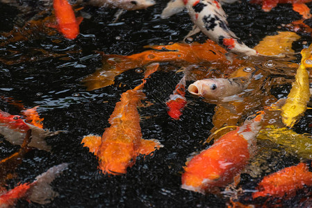 鱼池里五颜六色的锦鲤小龙虾图片