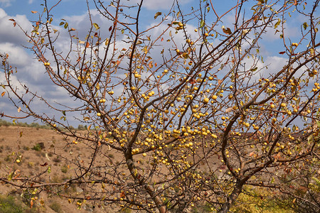 克拉巴普和野苹果马鲁斯是罗萨塞亚家族中小的低落苹果树或灌木图片