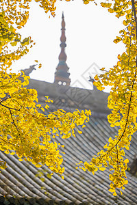 浪漫唯美的秋日银杏与古建筑背景图片