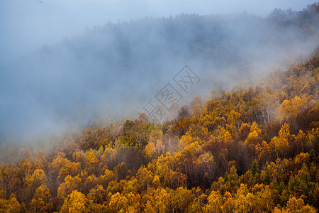 迷雾中的秋季森林图片