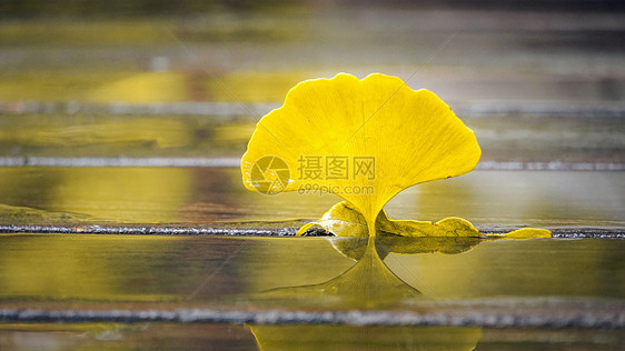 秋雨后银杏叶子特写图片