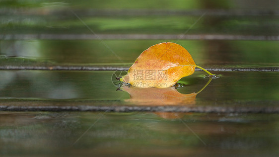 秋天雨后落叶倒影特写图片