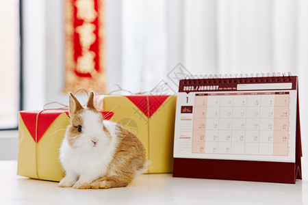 2023新年礼盒兔年日历背景图片