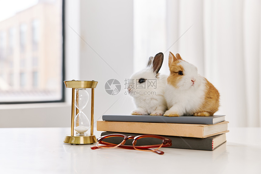 书房里趴在书本上的可爱兔子图片