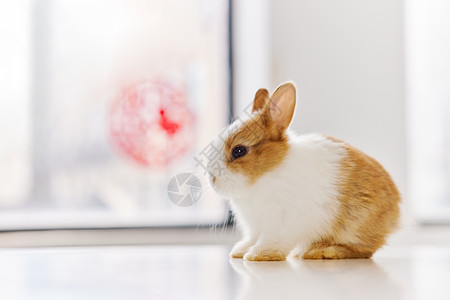 可爱新年小兔子图片