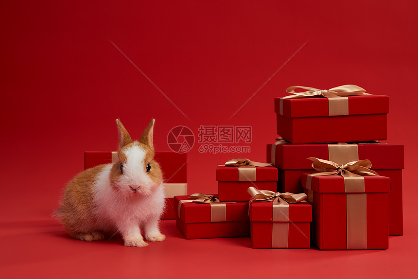 可爱兔子和新年红色礼盒图片