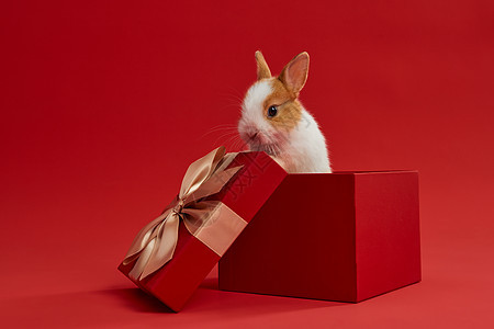 新年礼盒里的小兔子背景图片
