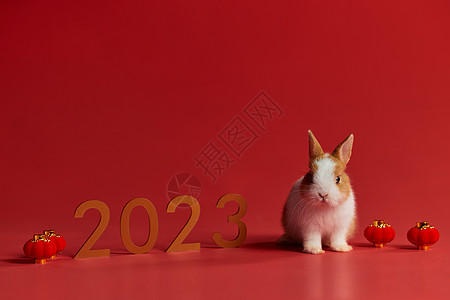 2023年兔年小兔子图片