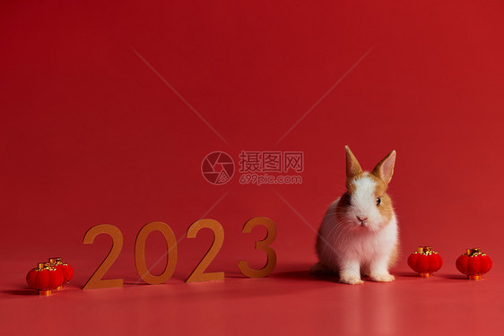 2023年兔年小兔子图片