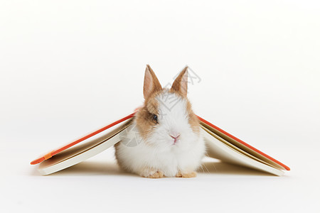 书本下的可爱兔子背景图片