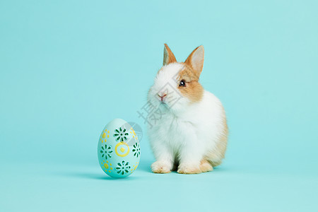 复活节的彩蛋小兔子背景图片