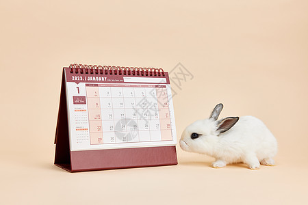 2023年兔年日历图片