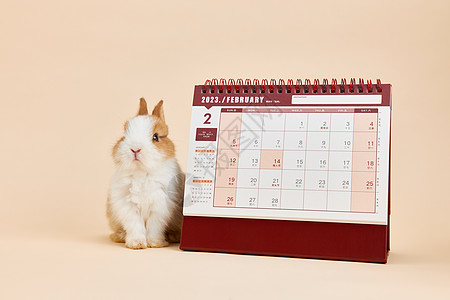 2023年兔年日历背景图片