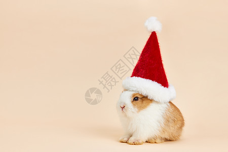 小兔子带圣诞帽图片