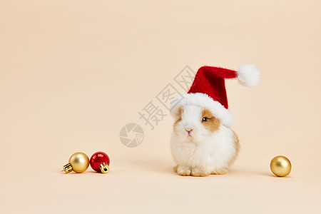 可爱小兔子带圣诞帽高清图片