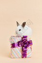 站在礼物盒上的可爱小兔子图片