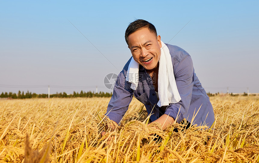 秋季农民稻田里收割水稻形象图片
