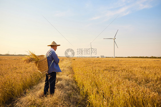 秋季农民站在稻田背影图片