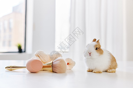 可爱兔子与化妆刷背景图片